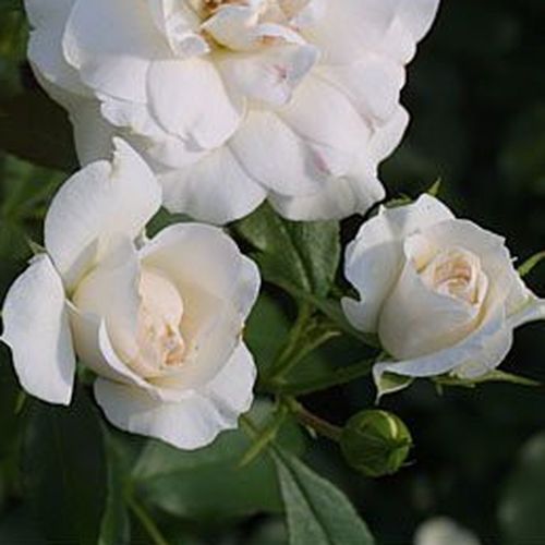 Rosa Carte Blanche® - alb - Trandafir copac cu trunchi înalt - cu flori în buchet - coroană tufiș